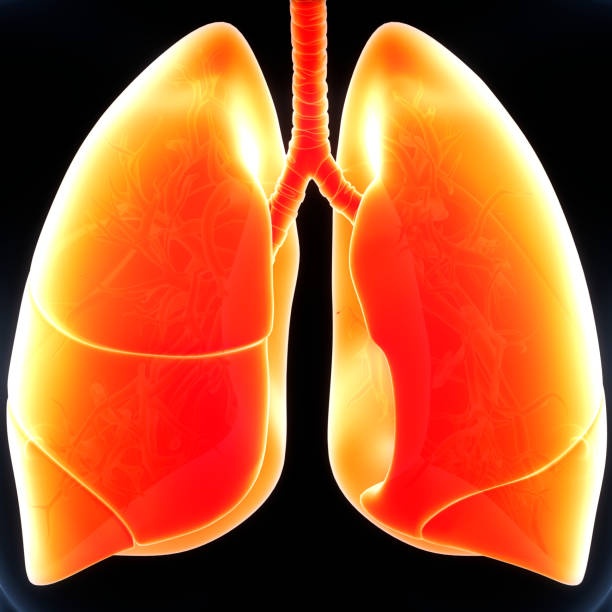 istock Human Respiratory System Lungs Anatomy 1326085828