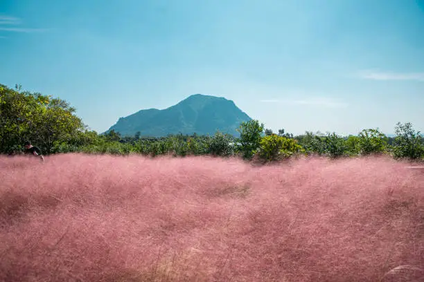 Pink Muhly Park in Jeju Island