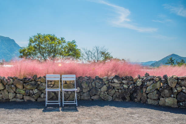 Pink Muhly Park in Jeju Island