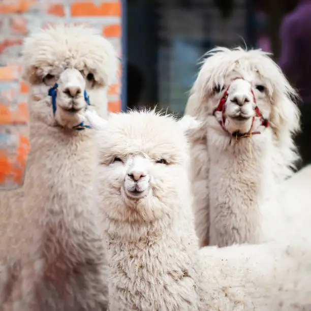 Cute three alpacas close-up. Beautiful and funny animals. Soft selective focus. Blurred background