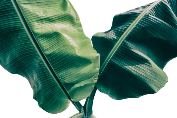 istock banana leaves isolated on white background 1326086908