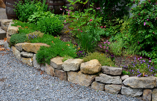 sandstone walls and stones in a flowerbed in a terraced terrain with stairs. flowering rock gardens and stairs with a gravel surface. herb garden, geranium, magnificum, femina, filix, brassica napus, dryopteris