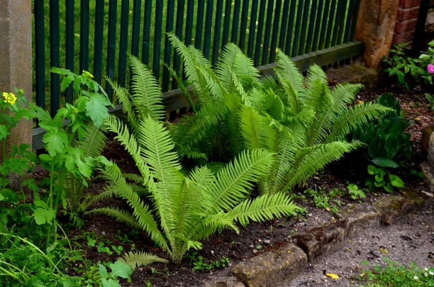 sandstone walls and stones in a flowerbed in a terraced terrain with stairs. flowering rock gardens and stairs with a gravel surface. herb garden sandstone walls and stones in a flowerbed in a terraced terrain with stairs. flowering rock gardens and stairs with a gravel surface. herb garden, geranium, magnificum, femina, filix, brassica napus, dryopteris wet wood texture stock pictures, royalty-free photos & images