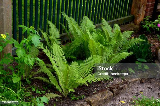 Sandstone Walls And Stones In A Flowerbed In A Terraced Terrain With Stairs Flowering Rock Gardens And Stairs With A Gravel Surface Herb Garden Stock Photo - Download Image Now