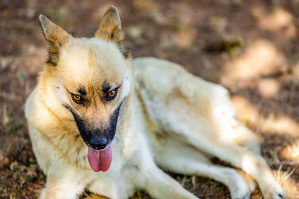 Beautiful Belgian Malinois Dog is Walking the Courtyard of His House.