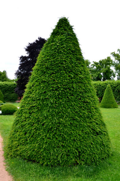 istock tree cut into the shape of a large regular cone and a flattened sphere. Lenses on the lawn in the garden park are regularly shaped by a hedge trimmer. 1326088657