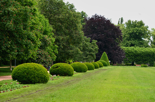 tree cut into the shape of a large regular cone and a flattened sphere. Lenses on the lawn in the garden park are regularly shaped by a hedge trimmer. taxus,bacata, tilia, cordata, aesculus, hippocastanum