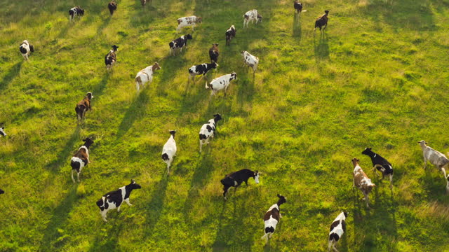 Cow animal cattle graze nature sun field farm meat milk grass