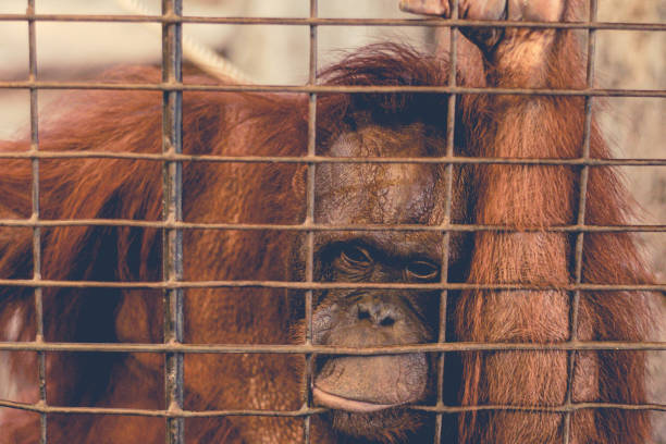 a monkey feeling loneliness and sadness behind jail. the eyes of a monkey as a result of being placed in a cage in the zoo