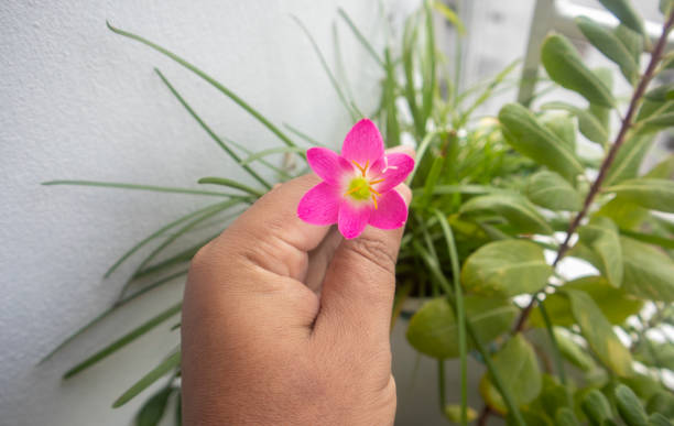 Holding a beautiful pink color Zephyr lily at indoor garden at home in Dhaka, Bangladesh This picture was taken at home indoor garden in daylight condition with caono eos m50. white rain lily stock pictures, royalty-free photos & images