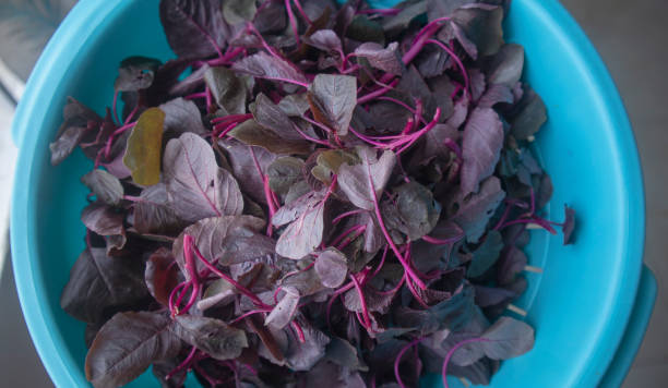 Some raw Red Amaranth on blue color plastic bowl before cooking at home in Dhaka, Bangladesh. This picture was taken before cooking vegetable with canon eos m50 in daylight condition. amaranthus retroflexus stock pictures, royalty-free photos & images