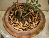 Peanut Shells used as bio compost fertilizer on a Rose plant's pot at home garden in Dhaka, Bangladesh