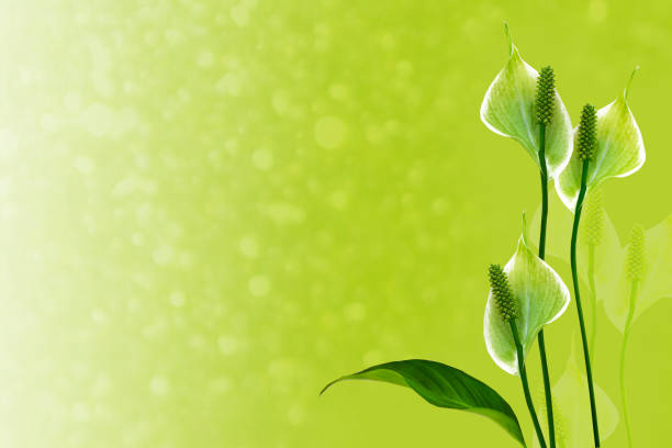 The flowers are produced in a spadix, surrounded by a 10–30 cm long, white, yellowish, or greenish spathe