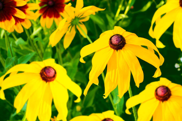 istock Colorful rudbeckia flowers 1326090976