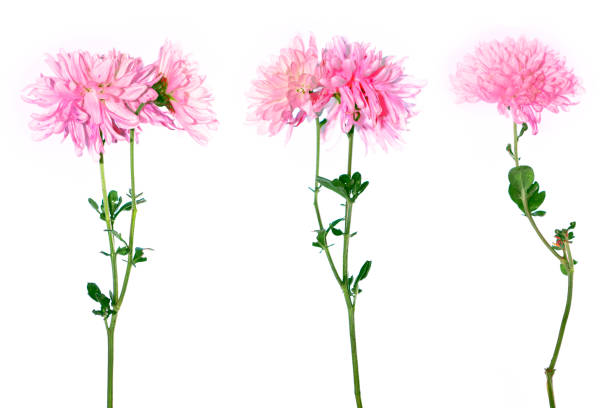 istock autumn flowers of chrysanthemum 1326091039