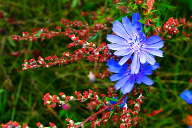 Bright flowers of chicory on the background of the summer landscape. (Cichorium intybus)