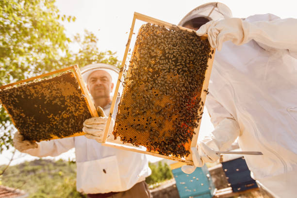 istock Beekeepers on apiary. Beekeepers are working with bees and beehives on the apiary. 1326091559