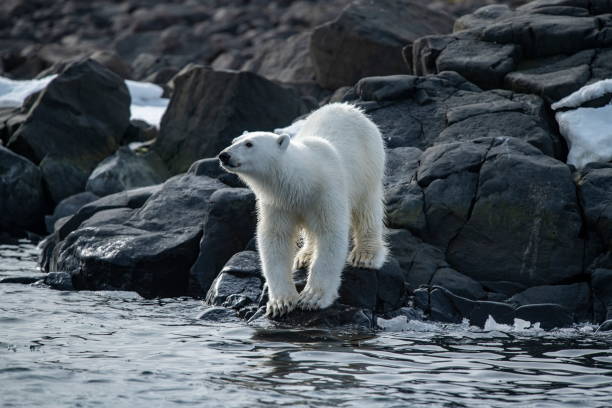 istock A polar bear (Ursus maritimus) is seen on the rocky shore, which is partly covered with snow 1326094035