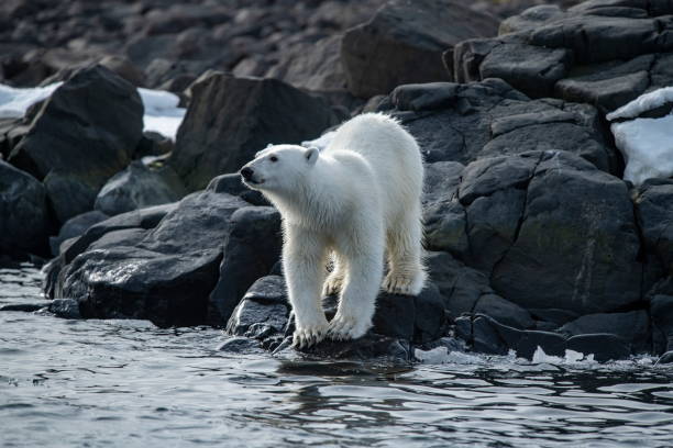 niedźwiedź polarny (ursus maritimus) jest widziany na skalistym brzegu, który jest częściowo pokryty śniegiem - polar bear arctic animal snow zdjęcia i obrazy z banku zdjęć