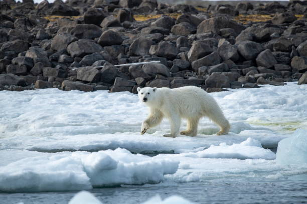istock A polar bear (Ursus maritimus) is seen on the rocky shore, which is partly covered with snow 1326094051