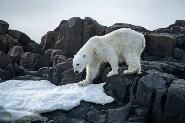istock A polar bear (Ursus maritimus) is seen on the rocky shore, which is partly covered with snow 1326094286