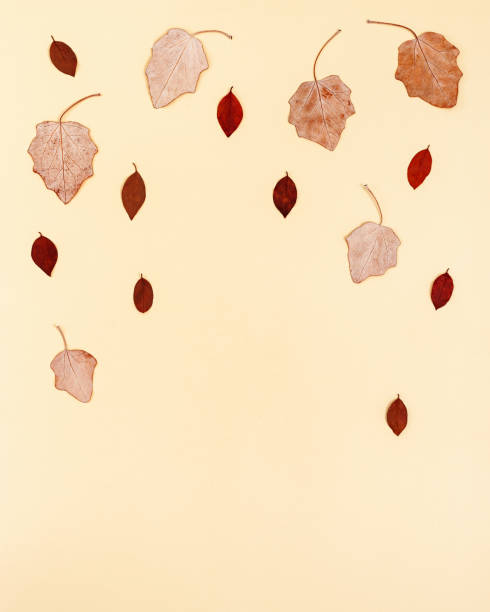 istock Red autumn leaves layout on neutral beige background with copy space. Natural beautiful dry leaf in autumn season 1326094683