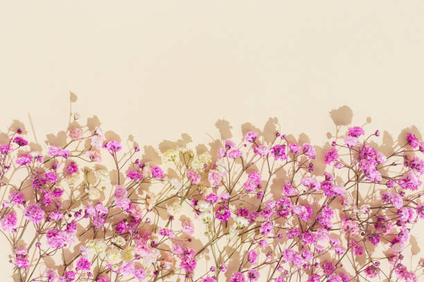 istock Minimal natural layout made with small pink flowers on beige colored background. Floral visuals with sunlight and shadows, pastel monochrome colored image with neutral tones. 1326095148