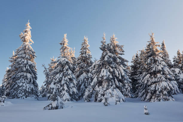 istock Clear blue sky. Magical winter landscape with snow covered trees at daytime 1326095224