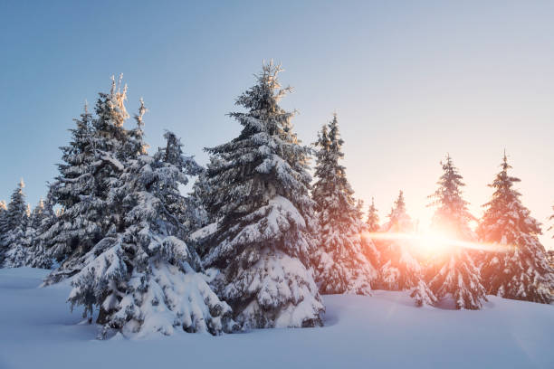 istock Bright sunlight goes through trees. Magical winter landscape with snow at daytime 1326095365