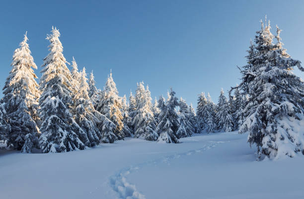 istock Clear blue sky. Magical winter landscape with snow covered trees at daytime 1326095415