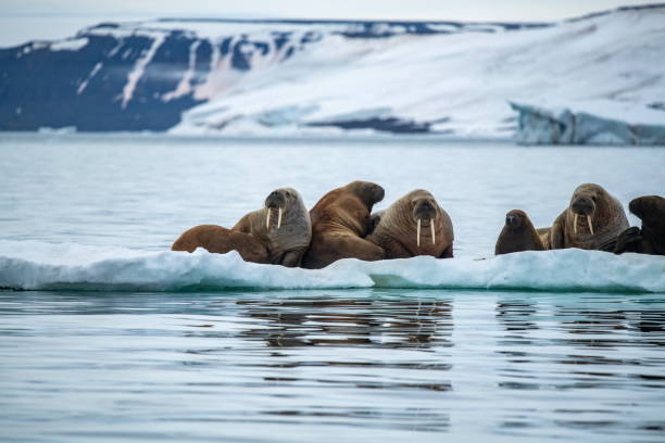 A group of walrus (Odobenus rosmarus) lie hauled out on an ice floe A group of walrus (Odobenus rosmarus) lie hauled out on an ice floe, near Mathilda Island, Franz Josef Land, Russian High Arctic, Russia, Europe walrus photos stock pictures, royalty-free photos & images