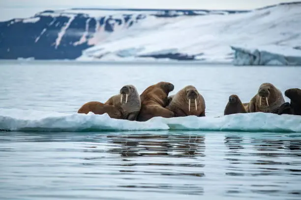 A group of walrus (Odobenus rosmarus) lie hauled out on an ice floe, near Mathilda Island, Franz Josef Land, Russian High Arctic, Russia, Europe