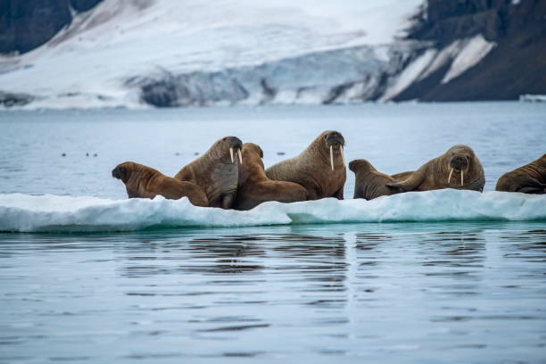 istock A group of walrus (Odobenus rosmarus) lie hauled out on an ice floe 1326096319