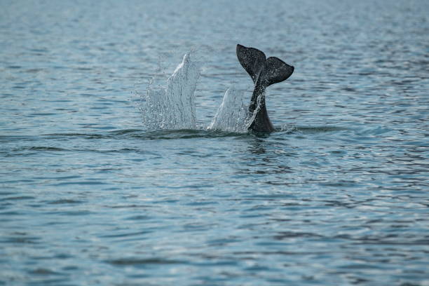 istock A beluga whale (Delphinapterus leucas) tail-slaps in the blue water 1326097777