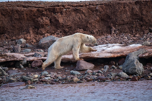 A lone, ill-fed polar bear (Ursus maritimus) explores the low, rocky coast of an island, Andoyena, Haakon VII Land, Svalbard, Norway, Europe