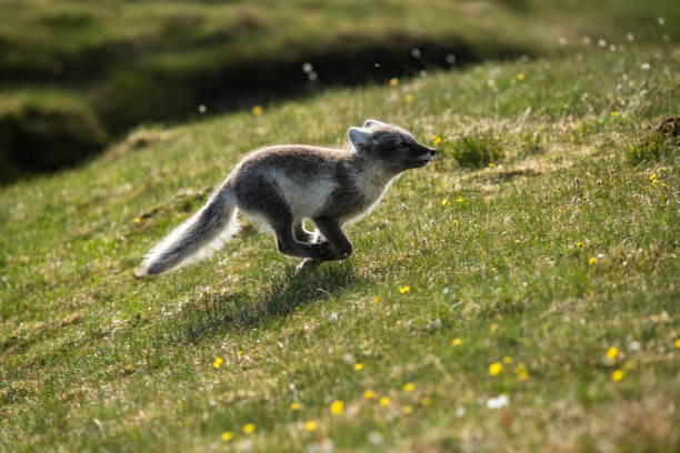 An Arctic fox (Vulpes lagopus), or white fox, polar fox, or snow fox, frolics on the grassy slopes of an island An Arctic fox (Vulpes lagopus), or white fox, polar fox, or snow fox, frolics on the grassy slopes of an island, Alkhornet, Isfjorden, Spitsbergen, Svalbard, Norway, Europe fox photos stock pictures, royalty-free photos & images