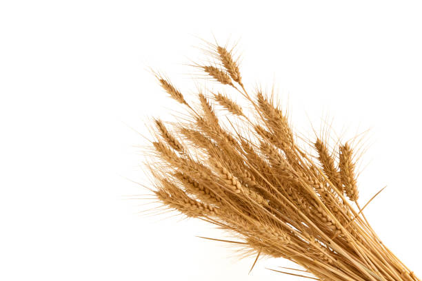 istock Ears of wheat isolated on white 1326098109