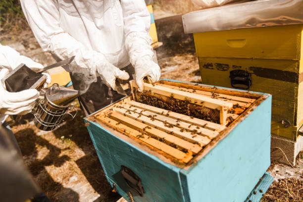 istock Beekeeper working collect honey. Beekeeping concept. 1326098259