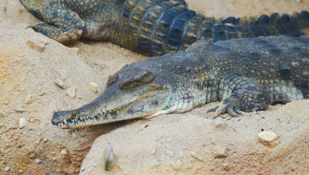 istock West African slender snouted crocodile, close up. 1326099364