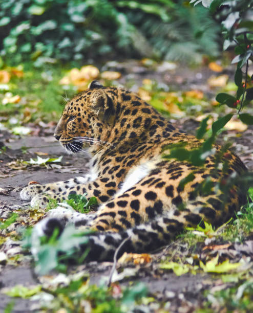 istock Northeast Asian leopard close up on nature background. 1326099413