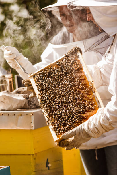 istock Beekeepers on apiary. Beekeepers are working with bees and beehives on the apiary. 1326100256