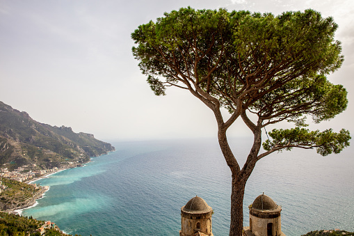 View Of Umbrella Pine Tree Against Mediterranean Sea In Ravello