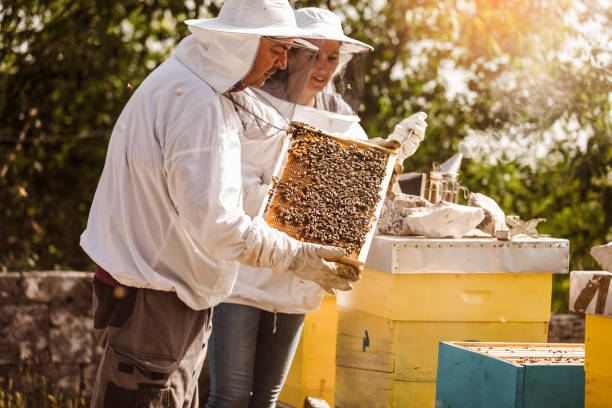 istock Beekeepers on apiary. Beekeepers are working with bees and beehives on the apiary. 1326100450