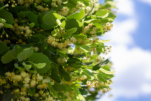 June is the beginning of flowering with the smell of niodium and the buzzing of insects