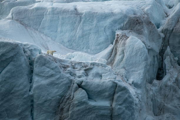 A polar bear (Ursus maritimus) walks on the upper edge of a high glacier-wall