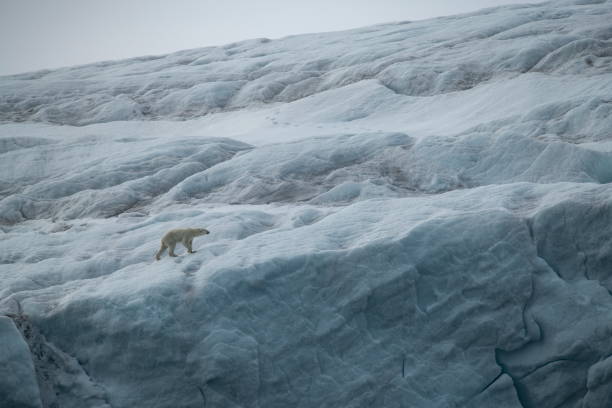 istock A polar bear (Ursus maritimus) walks on the upper edge of a high glacier-wall 1326100752