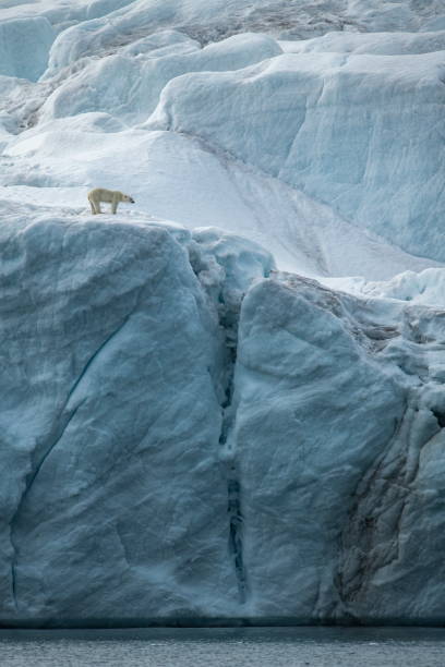 A polar bear (Ursus maritimus) walks on the upper edge of a high glacier-wall