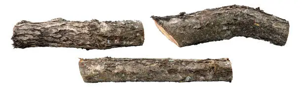 Sawed apple tree logs in three perspectives, covered with bark with lichen and a little moss, isolated on a clean white background.