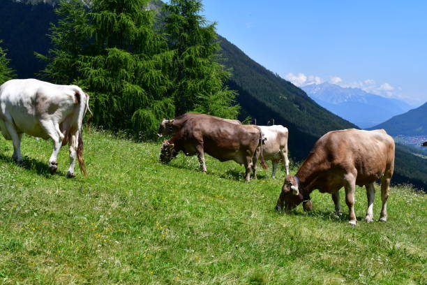 istock Cows on a meadow in Stubai valley 1326105193