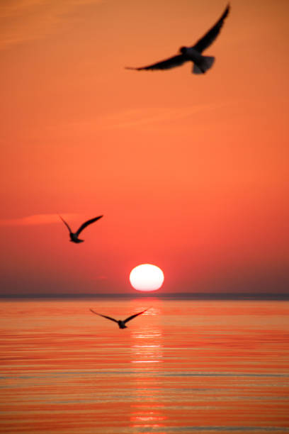 Photo of Silhouette of three birds flying over the sea at sunset